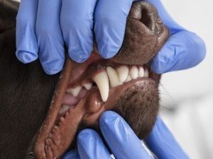 Бешенство! В Якутии выявили больную бродячую собаку