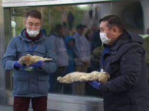 Раскрыты причины смерти доисторических пещерных львят из Якутии