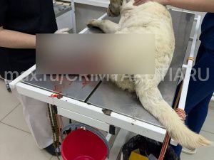 В Якутске люди на машине задавили щенка, жестоко испинали и оставили умирать