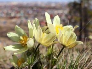 Прогноз погоды в Якутске на понедельник, 18 мая