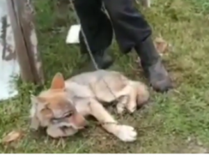 Житель Усть-Алданского района приручил волчонка