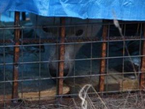 Пойманного в Томпонском районе белого медведя вывезут в Москву