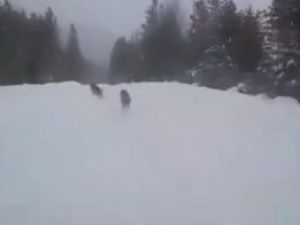 Погоня за волком на УАЗе. Водитель хочет задавить серого хищника