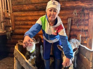 В Горном районе родились телята-близнецы — Кэрэчээнэ и Кэскилээнэ 