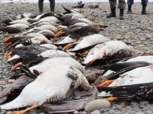 В Якутии браконьеры застрелили десять «краснокнижных» уток