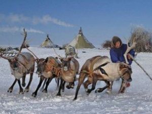 На соревнованиях Arctic Skills в Якутии выберут лучшего оленевода