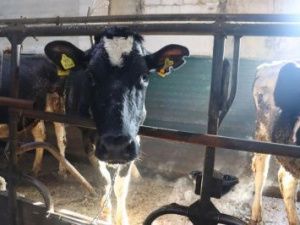 ООО «Багарах» готовится к кормозаготовительной кампании