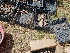 Археологические раскопки по улице Чернышевского в Якутске продлятся до конца сентября