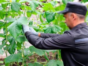 В исправительных учреждениях выращивают огурцы