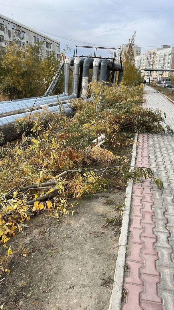 Якутская ТЭЦ уничтожила деревья