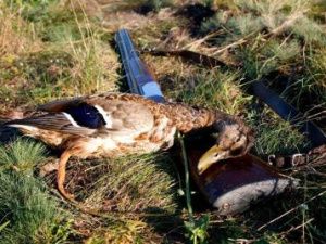 Сезон охоты в Якутии на водоплавающую дичь завершен. Охотники должны вернуть разрешение
