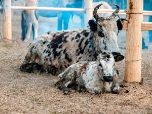 Владимир Солодов поздравил жителей Хангаласского района с Днём Сайылыка