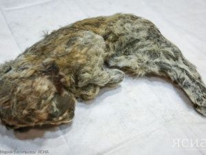 Ученые поделились результатами исследования абыйских пещерных львят