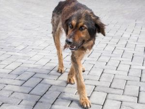 Жители Якутска могут подать заявку на отлов безнадзорных животных через мобильное приложение «Поиск животного»