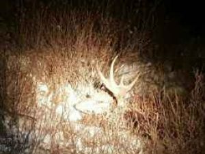 На месте ВИП-охоты найдены вещественные доказательства – СМИ