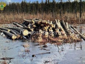 Бывший начальник Нюрбинского лесничества осужден за незаконную рубку леса
