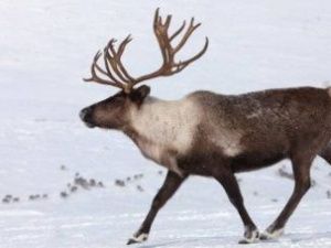 Власти Якутии обеспокоены сокращением поголовья северных домашних оленей