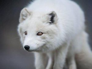 В Чокурдахе случай бешенства: дикий песец укусил щенка