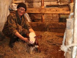 В «Полюсе Холода» родился телёнок Арктика