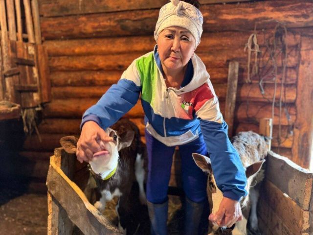 В Горном районе родились телята-близнецы — Кэрэчээнэ и Кэскилээнэ 