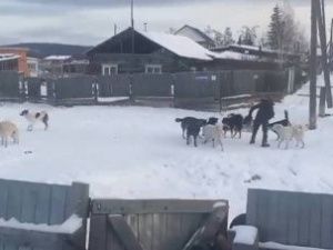 Прокуратура провела проверку по факту нападения собак на мальчика в Амгинском улусе