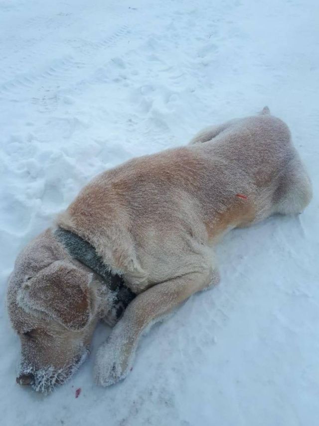 В Чурапчинском улусе неизвестные произвели отстрел собак. Прокуратура начала проверку