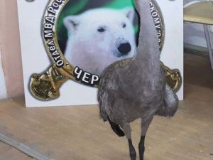 Полицейские Черского спасли журавля