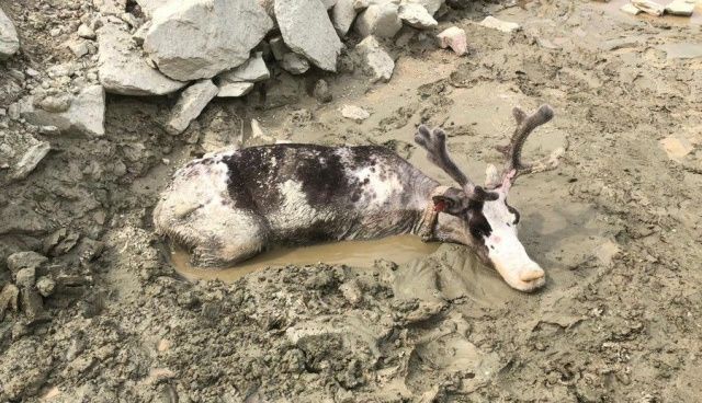 «Простите нас, святые олени!» В Якутии в старательских отвалах погибли братья наши меньшие