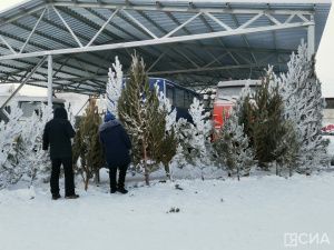 «Пышные или миниатюрные»: в Якутске началась продажа живых елей и сосен к Новому году