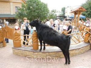 Якутская корова Сахая живет в Ленинградском зоопарке более десяти лет