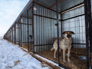 В Якутске собак из временного пункта передержки на Автодорожной перевезут в ППБЖ на Очиченко