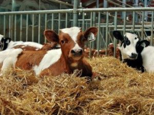 Якутия получит 287 миллионов рублей на развитие фермерства и сельского предпринимательства