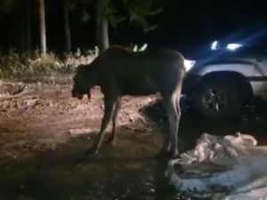 В Ленске спасли лосёнка