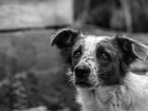 В Якутске с января 2023 года умерщвили 18 собак и 4 кошки