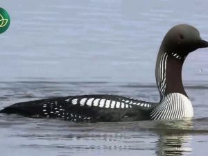 В якутском заповеднике замечена удивительная птица