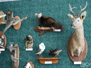 В Якутске открылась выставка трофеев «Охота и охотничьи традиции»