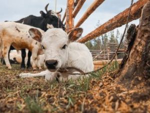 Якутяне получили более 5 млрд руб. на развитие сельхозпроизводства