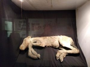 В Музее мамонта в Якутске впервые выставлен уникальный экспонат