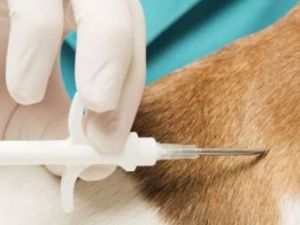 Чипы с геолокацией позволят следить за животными со смартфона