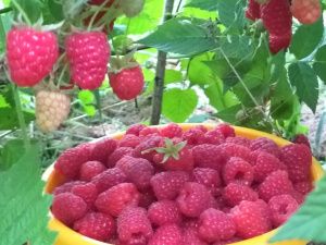 Жительница Сунтарского района разбила на своём участке малиновую плантацию