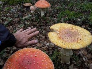 Жители Нерюнгри нашли гигантские грибы