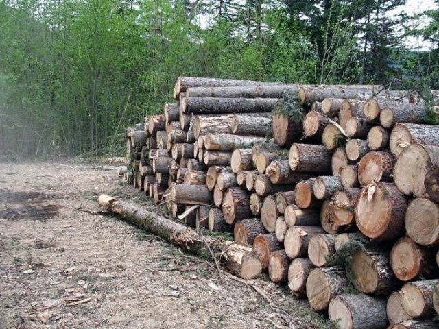 Жителя Сунтарского улуса осудили за незаконную вырубку леса в особо крупном размере