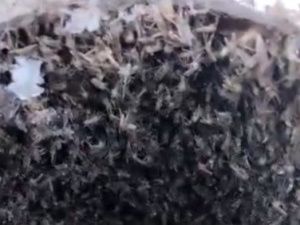 Биологи: Городские комары зимуют в Якутии в -50!