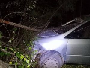 На трассе «Лена» насмерть сбили лошадь. Также пострадала пассажир авто