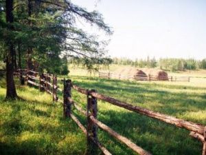 Якутия стала лидером Дальнего Востока по лесным доходам