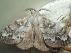 Стали известны примерные сроки обработки лесов от сибирского шелкопряда в четырех улусах Якутии