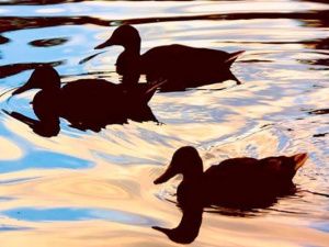 В Минэкологии Якутии напомнили о сроках весенней охоты