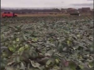 "Перепутали поля": Благотворительная акция с бесплатной капустой, организованная одними, закончилась большими финансовыми потерями для других фермеров