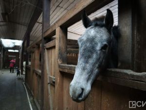Лошади клуба «Золотая подкова» в Мархе могут не пережить эту зиму