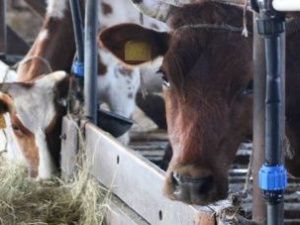 В Якутии на поддержку фермеров в 2020 году направят почти 340 миллионов рублей